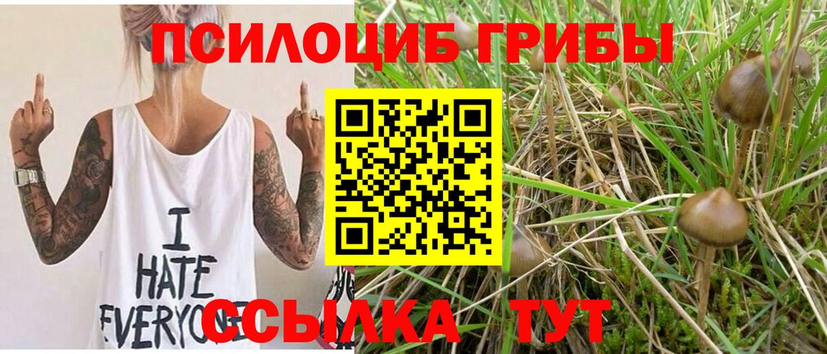 Псилоцибиновые грибы Psilocybine cubensis Кисловодск